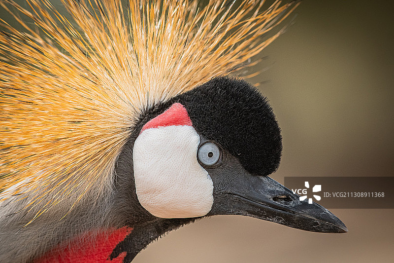 灰冠鹤的特写，南部省份，巴林图片素材