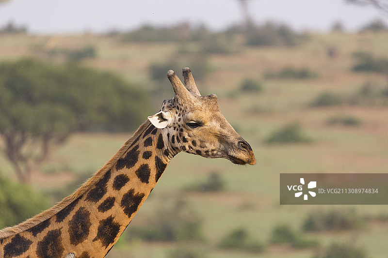 特写长颈鹿对天空，默奇森瀑布国家公园乌干达，乌干达，默奇森瀑布国家公园图片素材