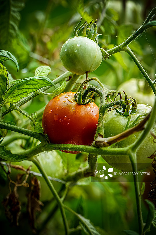特写西红柿生长在植物上，Schmerikon，瑞士图片素材