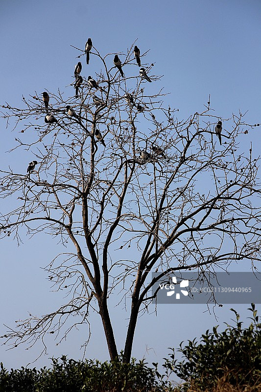初冬，喜鹊满枝头图片素材