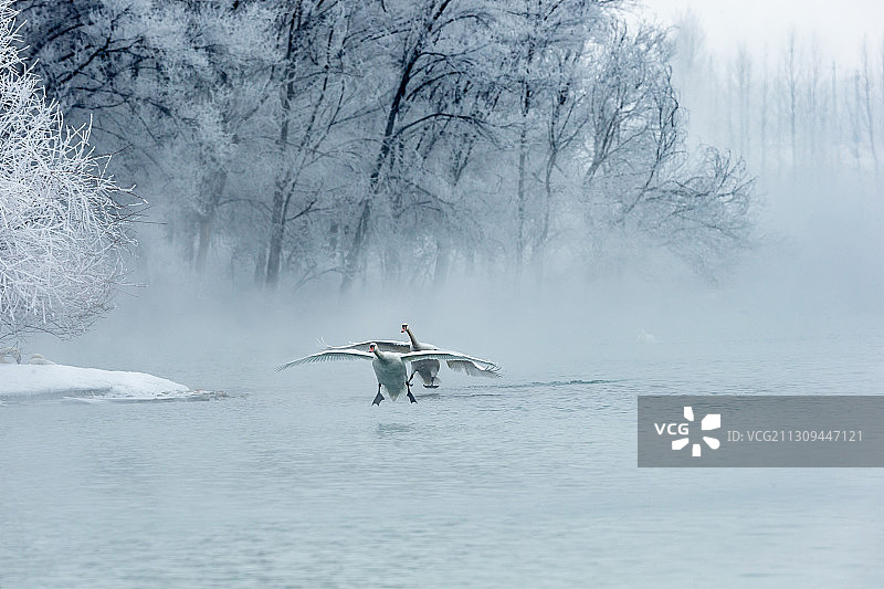 新疆伊犁冬季里在天鹅湖中游弋的疣鼻天鹅图片素材