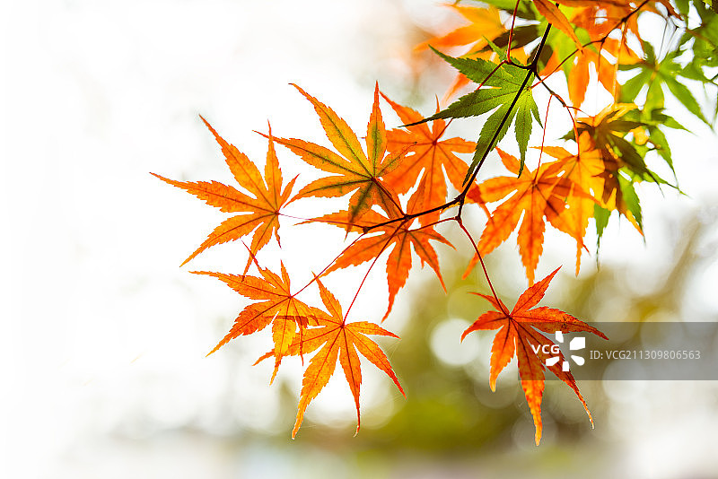 深秋的枫叶红了图片素材