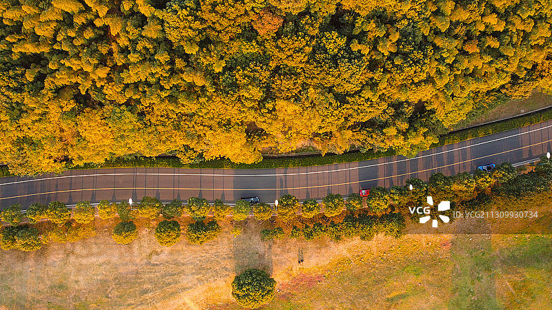 秋之路 Autumn road图片素材