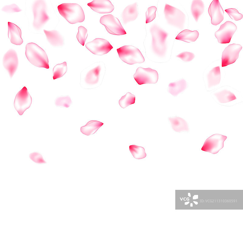 粉红色的樱花花瓣，五彩纸屑飞落图片素材