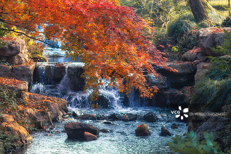 杭州西湖秋季枫叶景观图片素材
