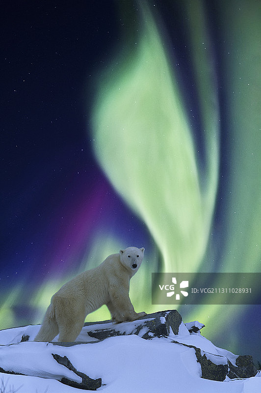北极光和北极熊图片素材