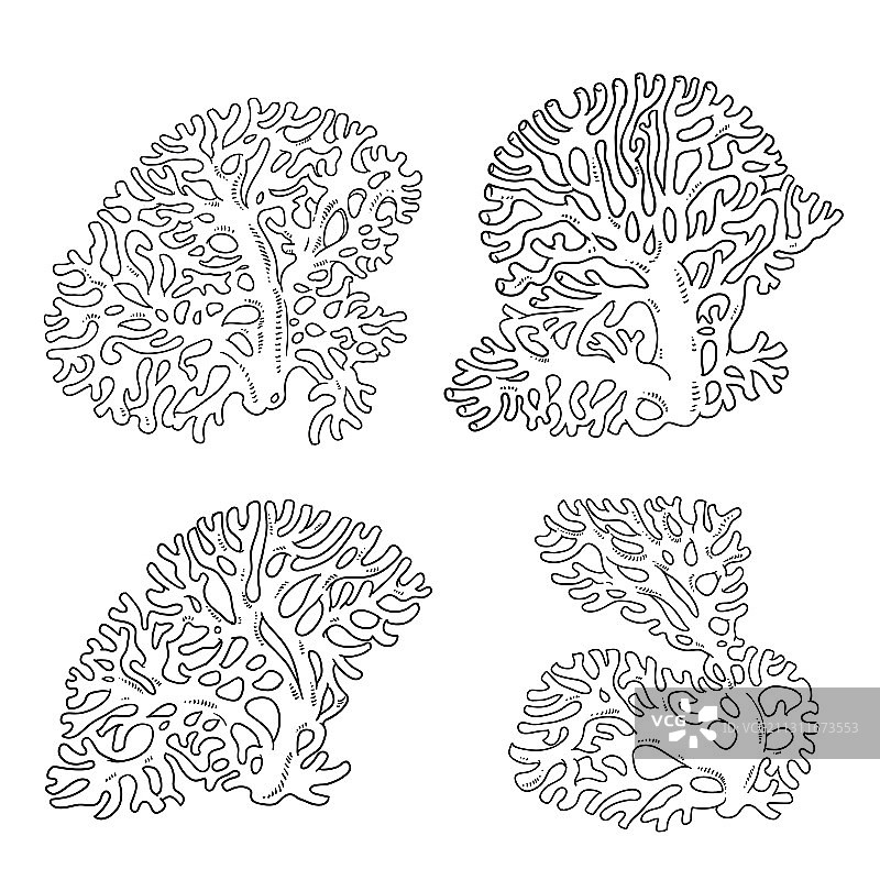 珊瑚在白色背景上勾勒出孤立的轮廓图片素材