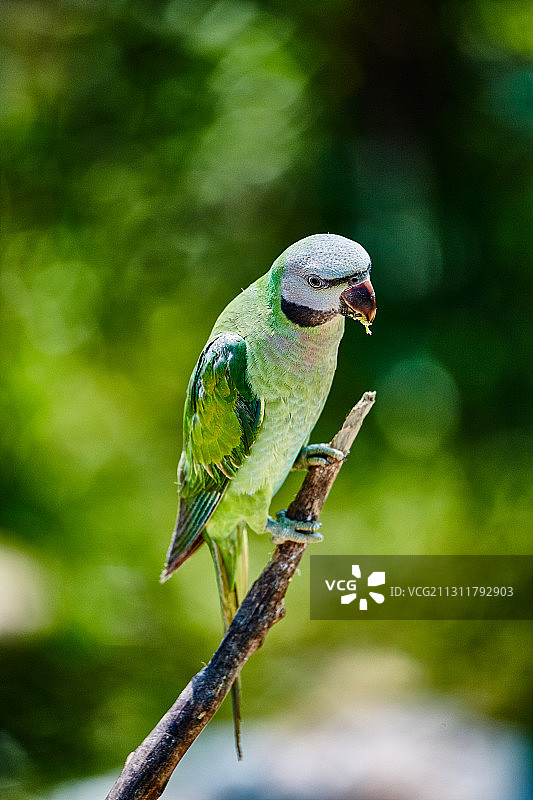 热带鸟类图片素材