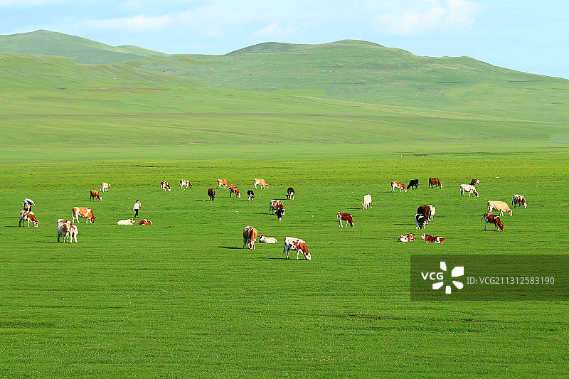 内蒙古呼伦贝尔草原绿色牧场牛群图片素材