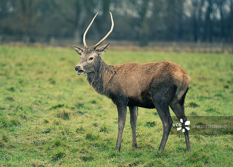 英国诺丁汉小鹿公园，一头离群觅食的麋鹿图片素材