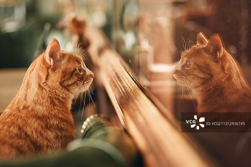 照镜子的橘猫图片素材