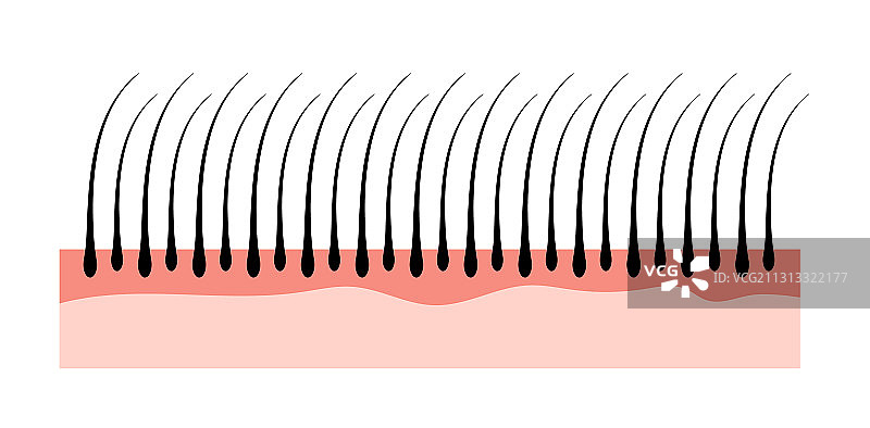 人的毛发皮肤结构生长为表皮毛发图片素材
