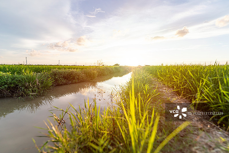 稻田 小溪 灌溉 逆光图片素材