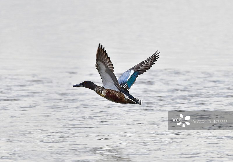 展翅飞翔的雄性琵嘴鸭图片素材