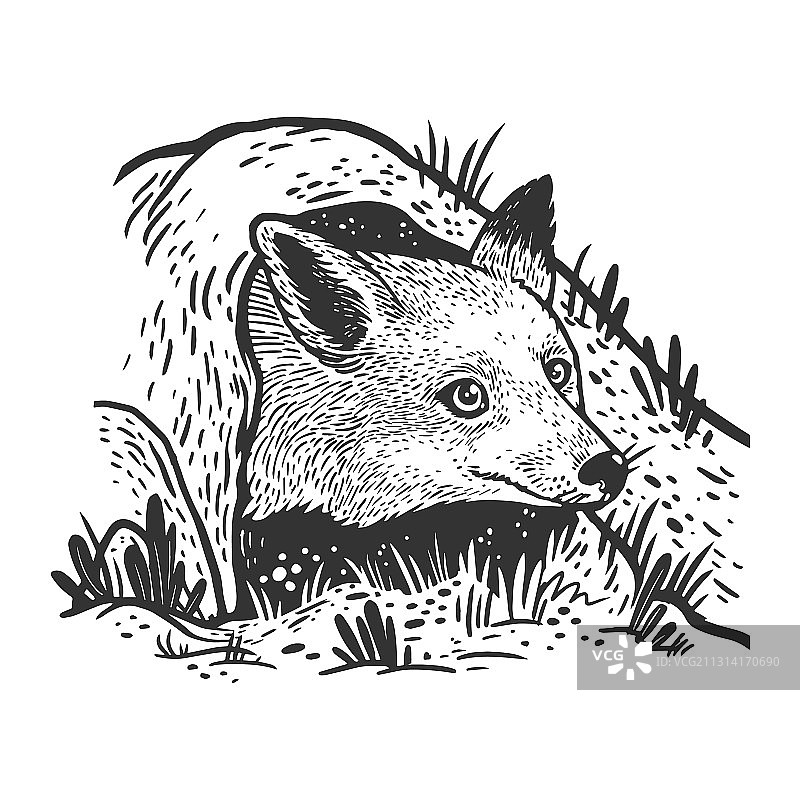 狐狸看了看洞口的草图图片素材