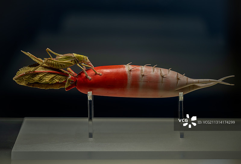 中国河南博物院象牙萝卜图片素材