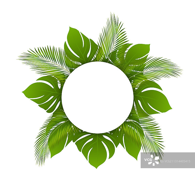 美丽时尚的夏日热带树叶圆图片素材