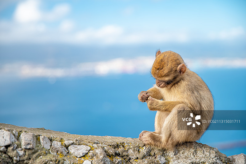 年轻的巴巴里猕猴坐在海边的岩石上图片素材