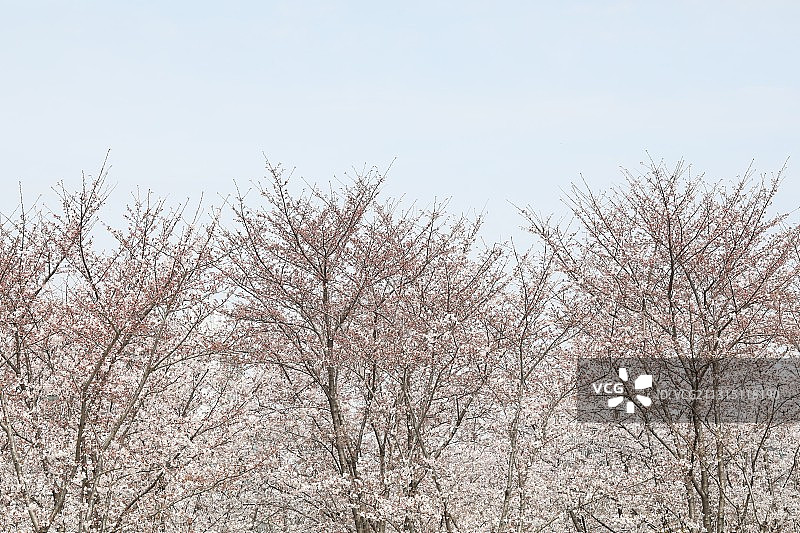 樱花树梢图片素材