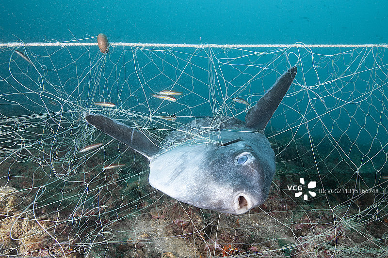 翻车鱼困在丢失的渔网，翻车鱼，地中海，克鲁斯角，科斯塔布拉瓦，西班牙图片素材