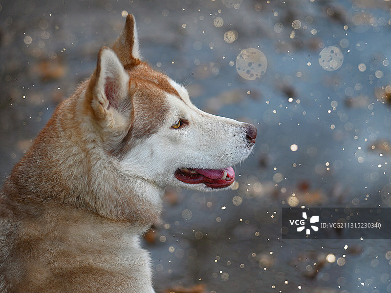 纯种雪橇犬在冬天的特写，比利时图片素材