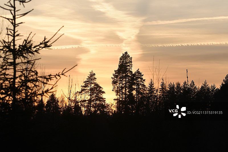 日落时天空中树木的剪影图片素材