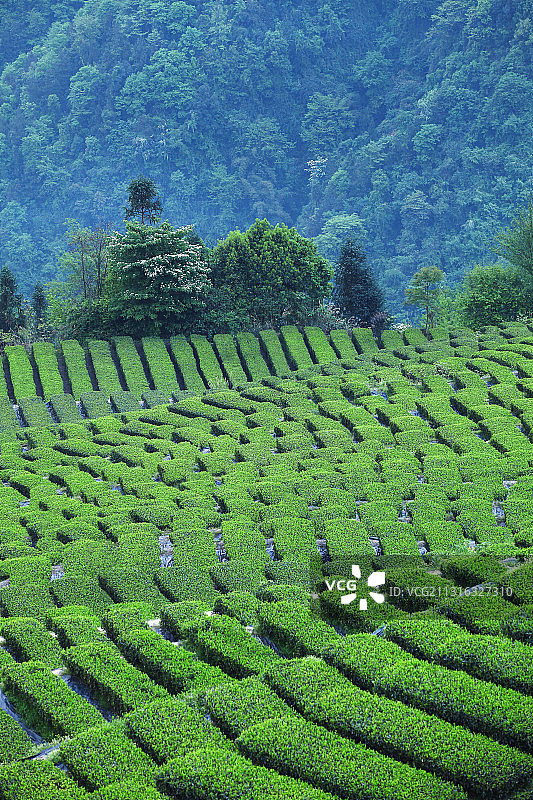 茶园,自然美,中国文化图片素材