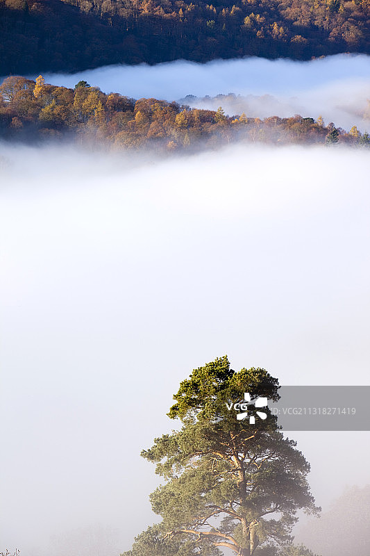 苏格兰松树和山谷薄雾附近Rydal，湖区，英国。图片素材
