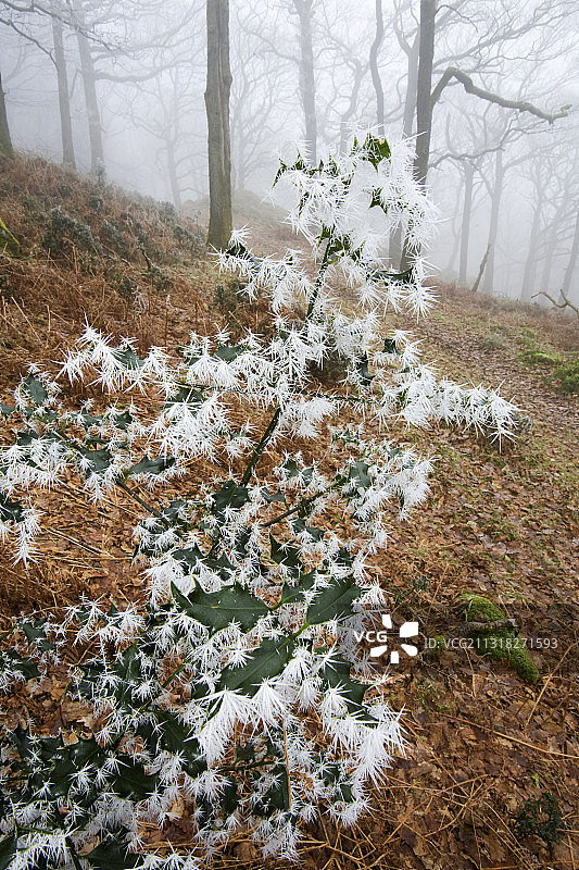 英国坎布里亚郡安布尔赛德的树林里，冬青叶子上的针状冰。图片素材