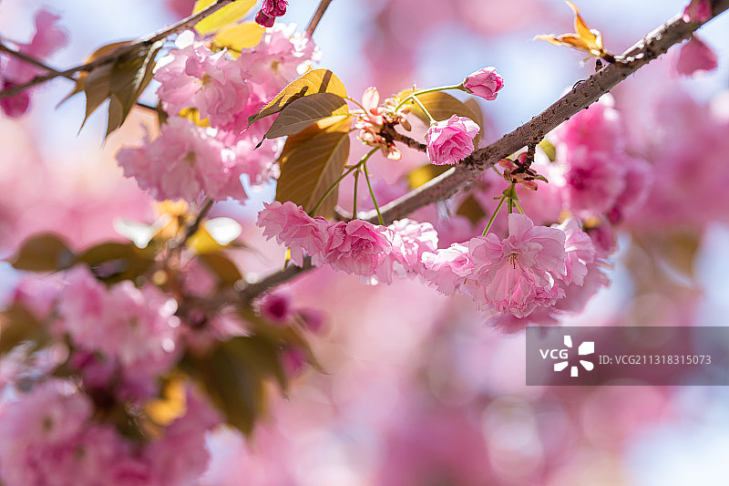 春天公园里盛开的日本樱花图片素材