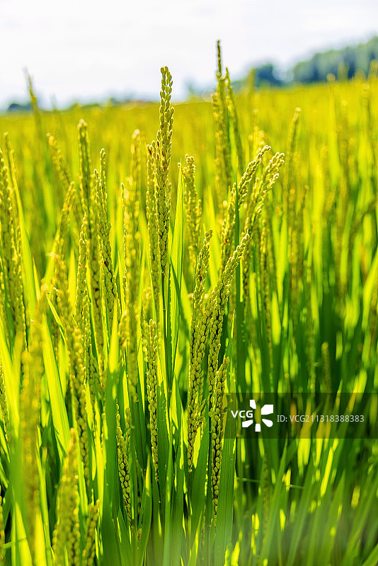 田地间生长的水稻稻穗图片素材
