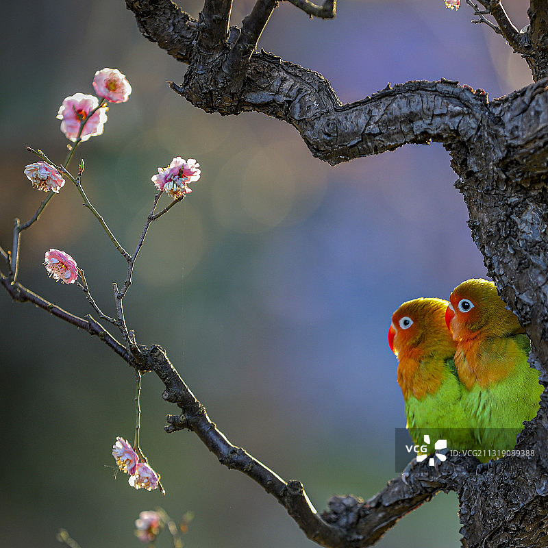 春-“梅”好鹦鹉图片素材
