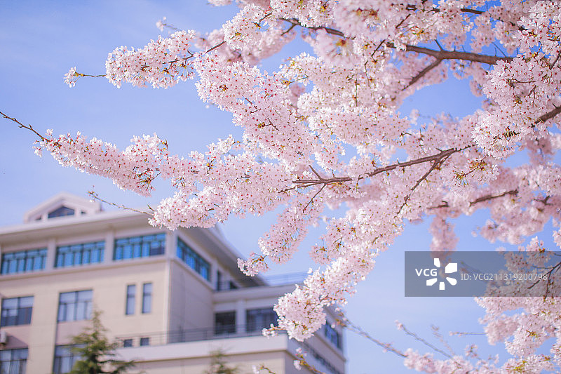中国海洋大学崂山校区樱花大道樱花图片素材
