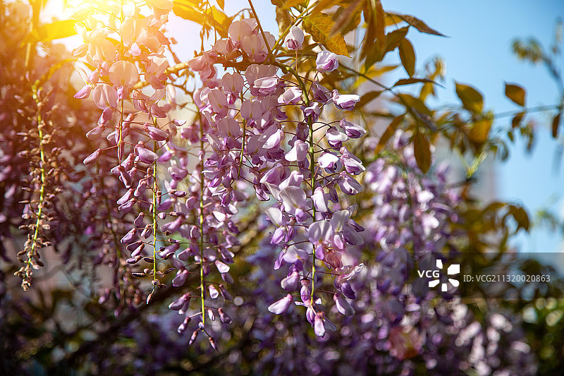 春季到来，万物复苏，紫藤花月季花玫瑰花和三色堇都迎来了花季图片素材