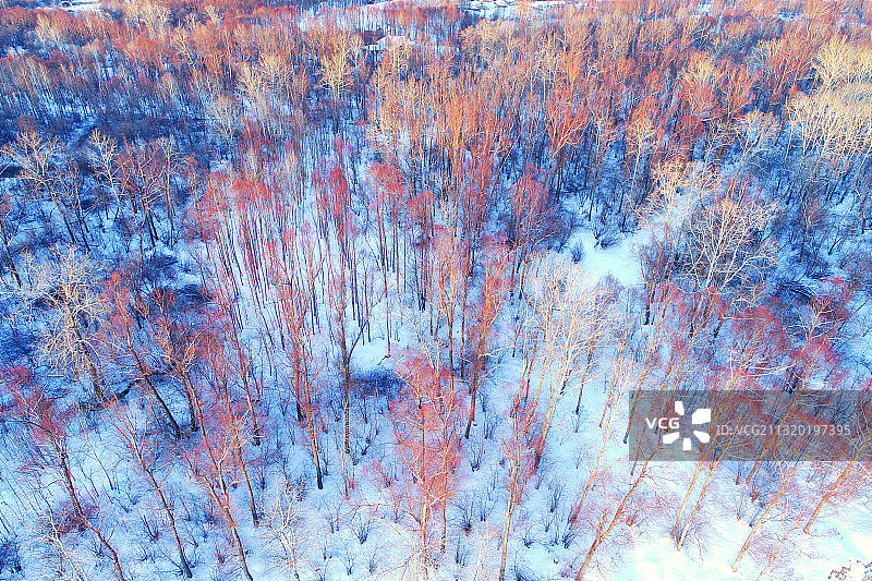 航拍大兴安岭冬季林海雪原红柳图片素材