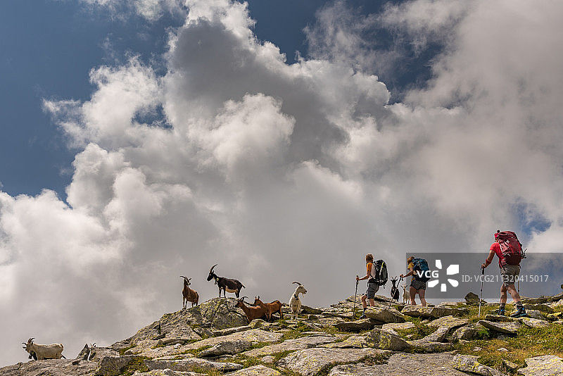 遇到山羊，Trekking del lagetti Alpini，瑞士提契诺图片素材