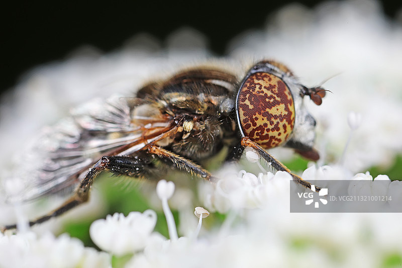 斑眼食蚜蝇图片素材