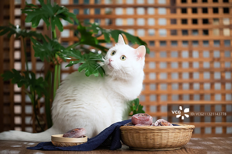 白猫与竹筐里的柿饼图片素材