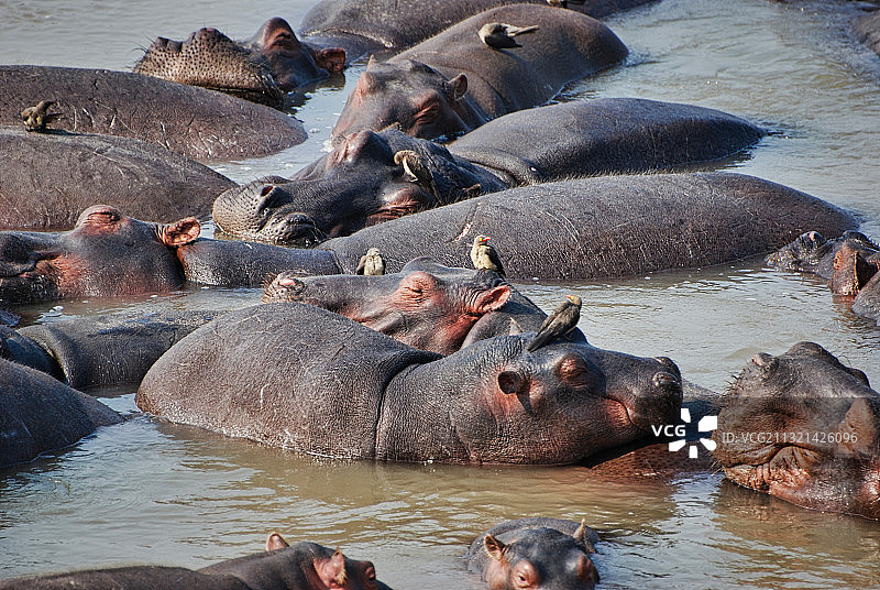 高视角的大象在湖，南卢安瓜国家公园，姆富韦，赞比亚图片素材