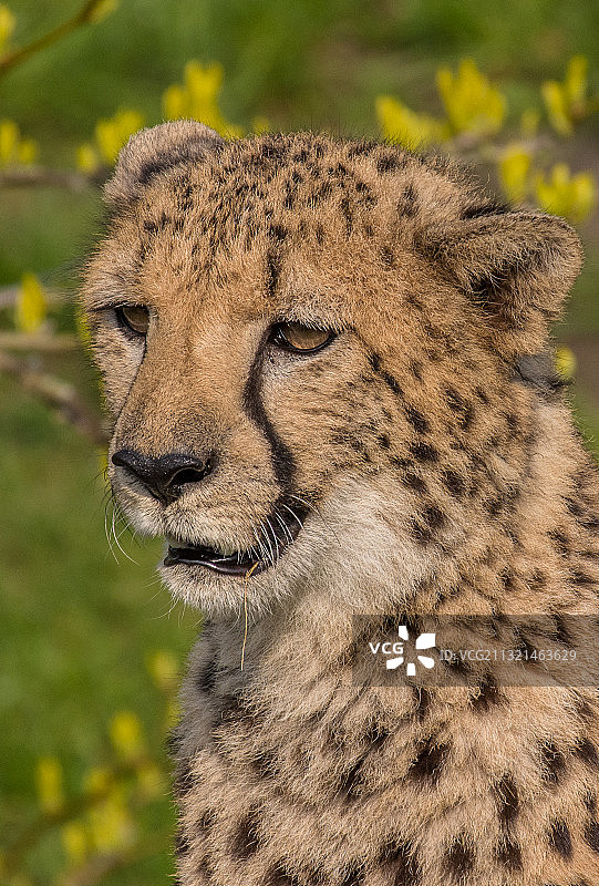 德国斯图肯布洛克，非洲猎豹的特写镜头图片素材