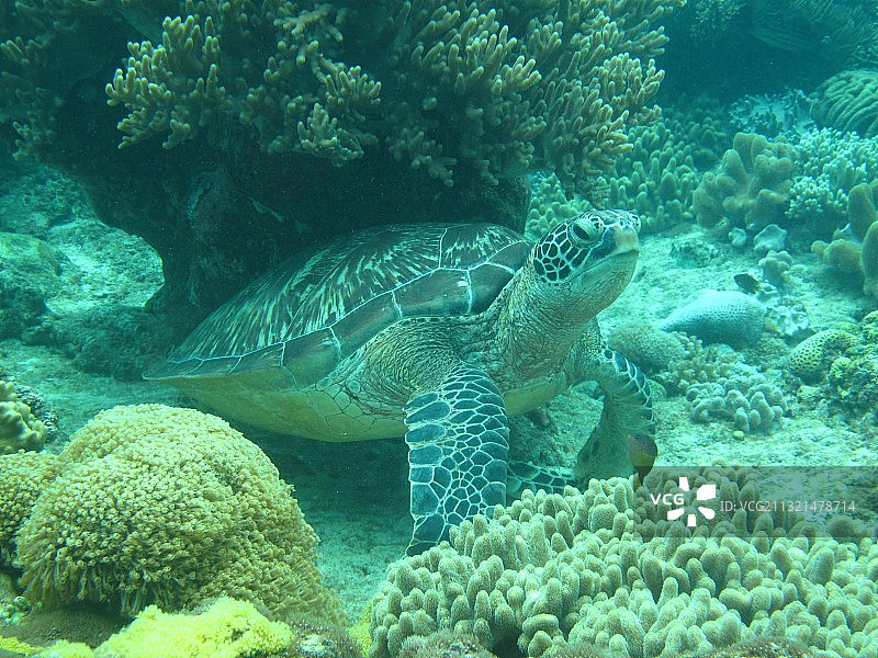 海绿玳海龟在海里游泳的特写，博尔琼，宿务，菲律宾图片素材
