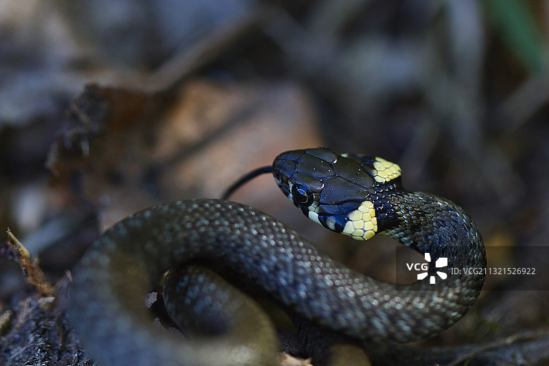 草地毒蛇的特写镜头图片素材