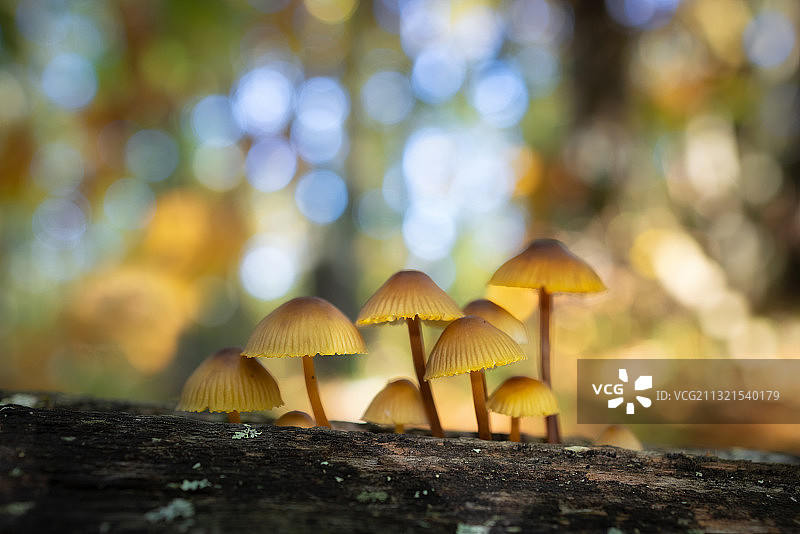 西班牙，蘑菇生长在树干上的特写图片素材