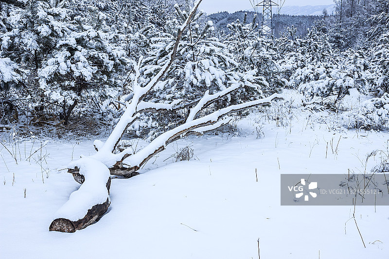 长白山森林雪景图片素材