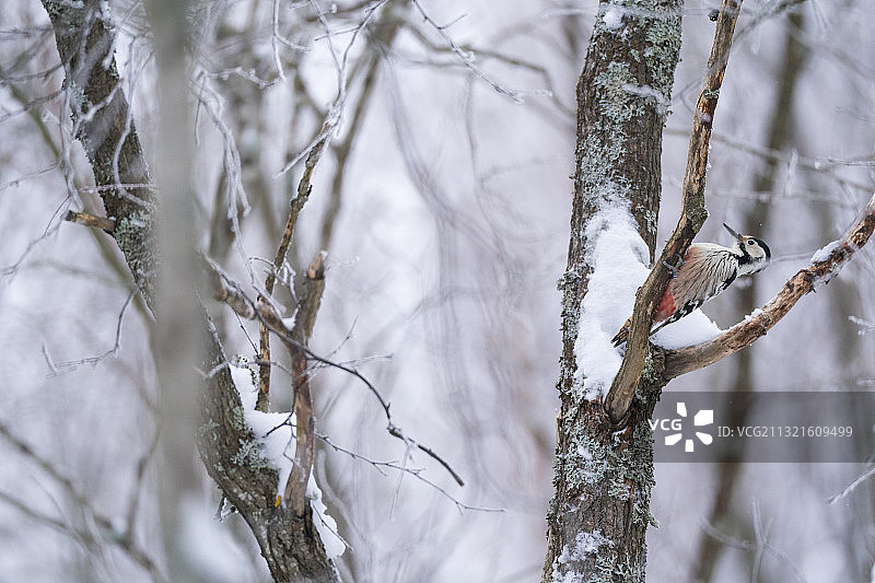 雌性白背啄木鸟，白纹石雀图片素材
