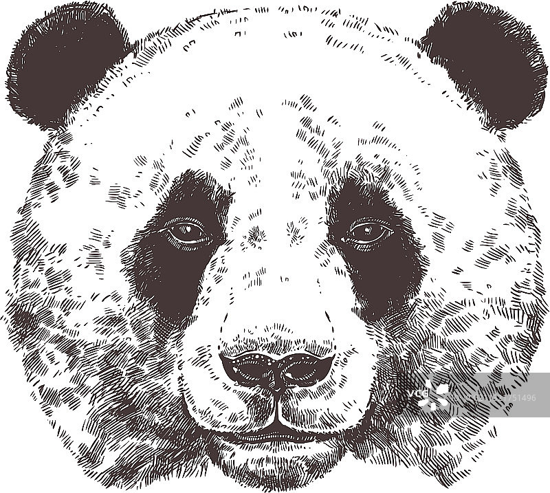 写生大熊猫动物素描图片素材