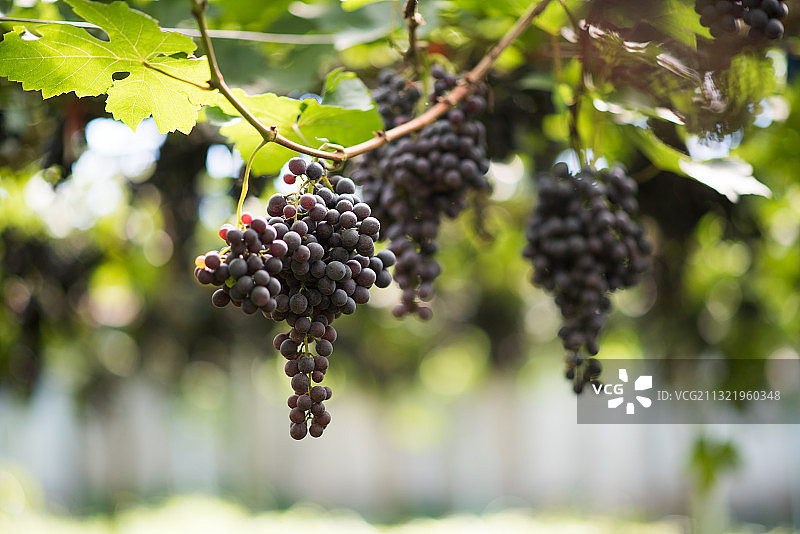 葡萄在葡萄园里生长的特写图片素材