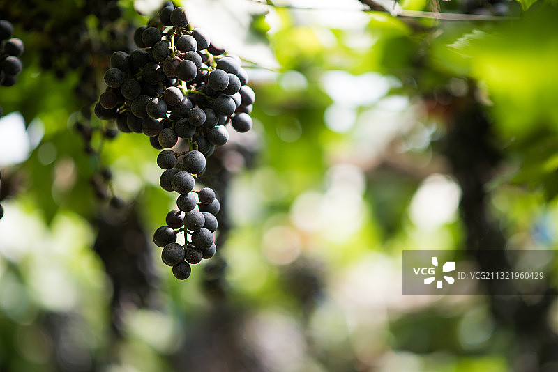 葡萄在葡萄园里生长的特写图片素材
