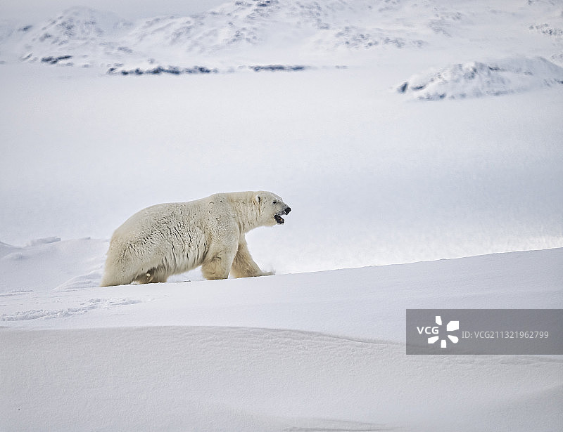 加拿大，雪地上的北极熊图片素材