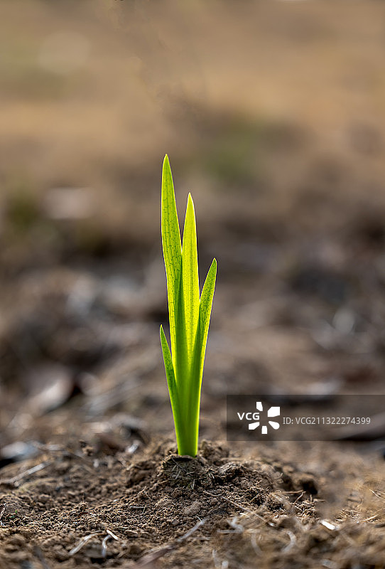 春天一棵新发芽的禾苗图片素材